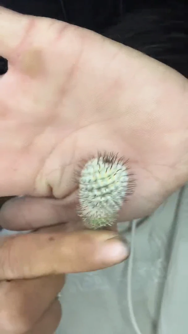 实生直刺佩雷15.99