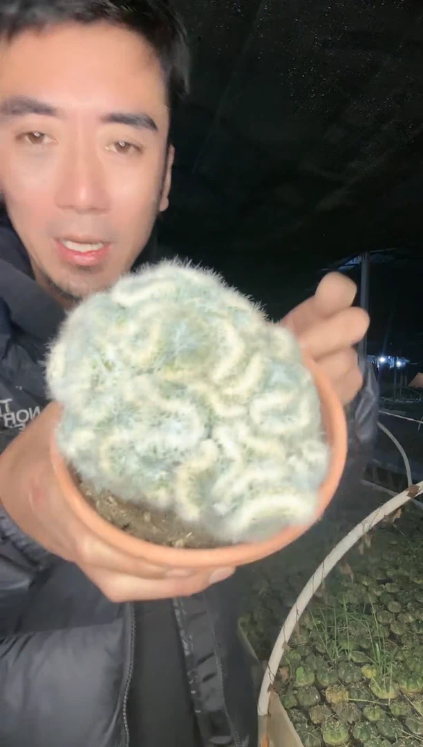 【闪购商品】芳香丸缀化1111111