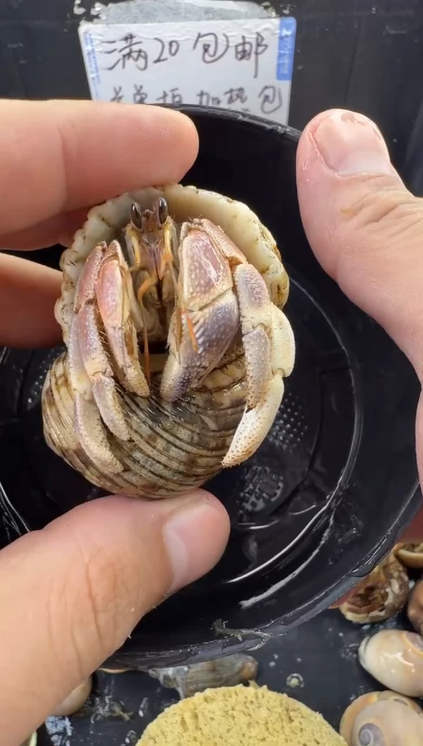 2.5口彩灰一只，不包全品