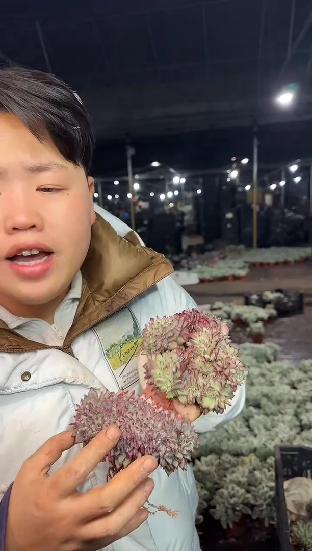 脱土拉糖缀2颗 5