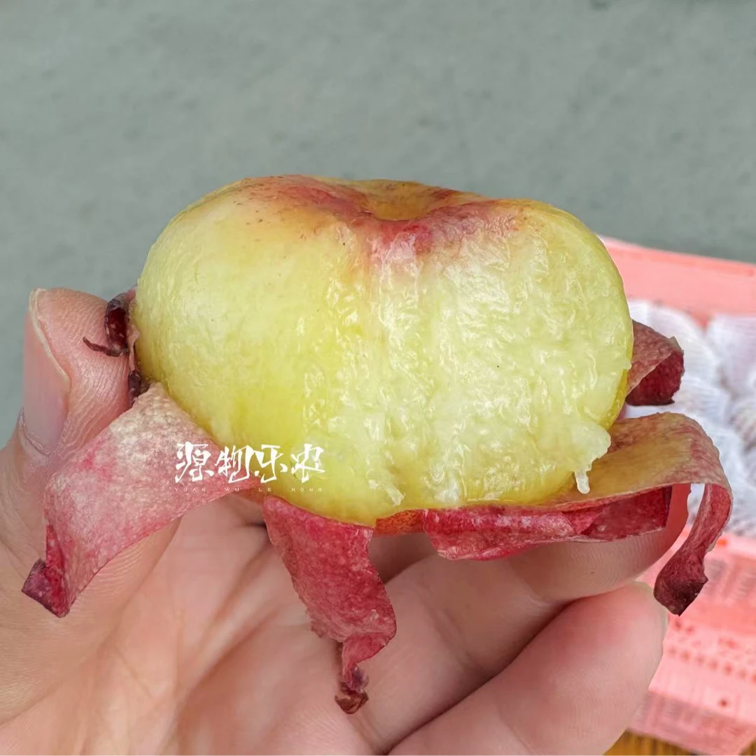 【北京水果同城配送小时达】新疆空运-迷你冰糖蟠 香甜浓郁净重约1250g新疆维吾尔自治区