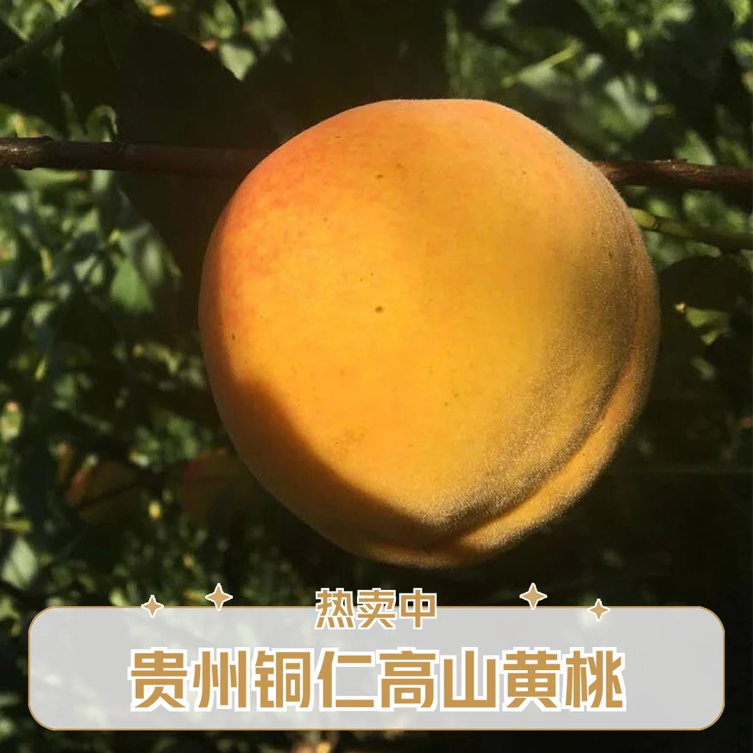 贵州铜仁梵净山黄桃5斤新鲜水果应毛桃锦绣当季桃子脆甜高山蜜桃