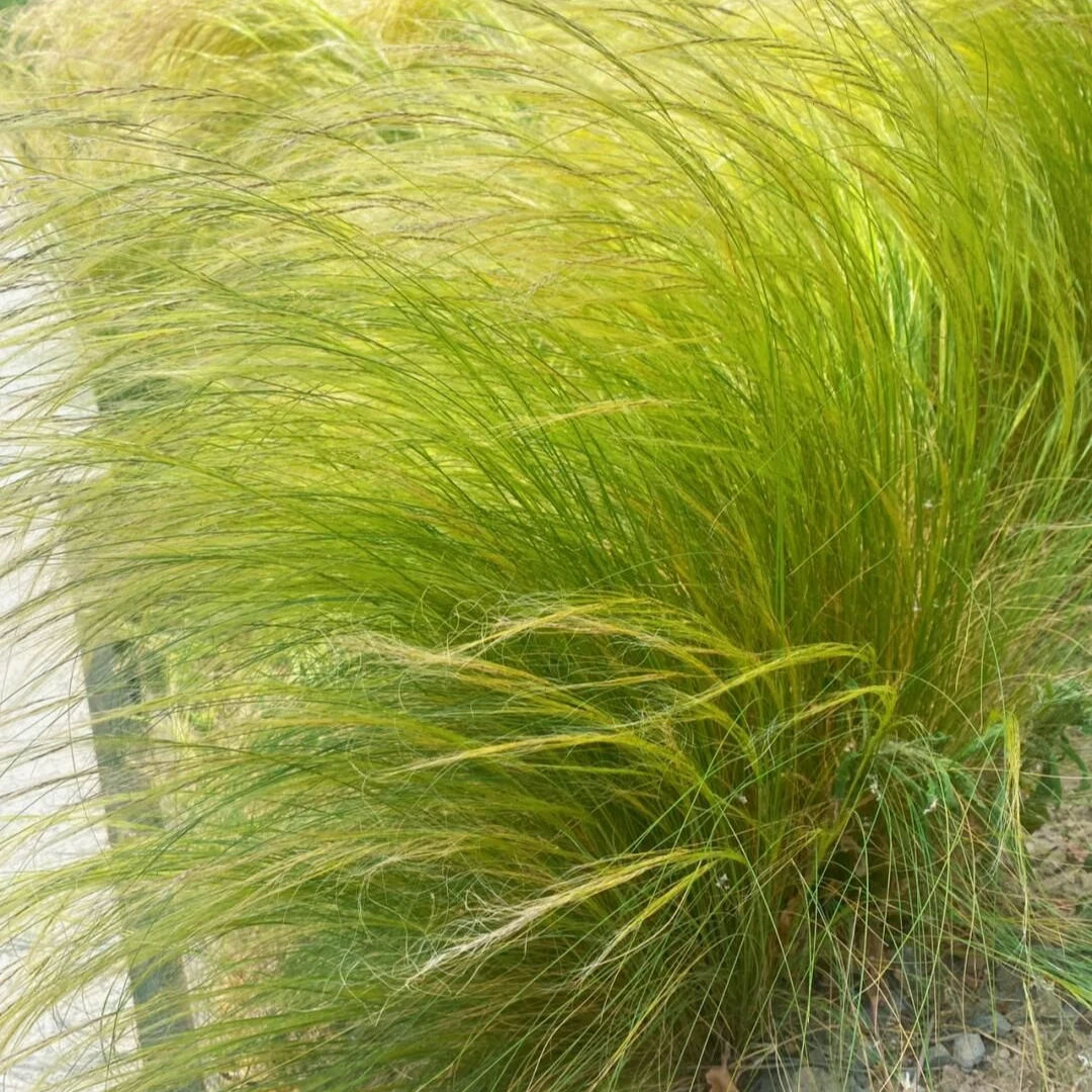 [墨西哥羽毛草]  1盆110口径（4单包邮） 绿期时间长观赏度高