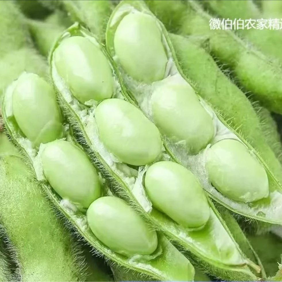 毛豆新鲜带壳现摘嫩豆荚生青豆角米蔬菜当季安徽农家素菜自种鼓豆