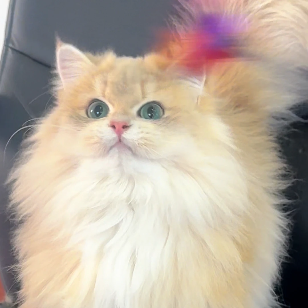 渐层系列猫咪，加白系列猫咪山楂猫舍甜美猫猫布偶猫宠物狗狗