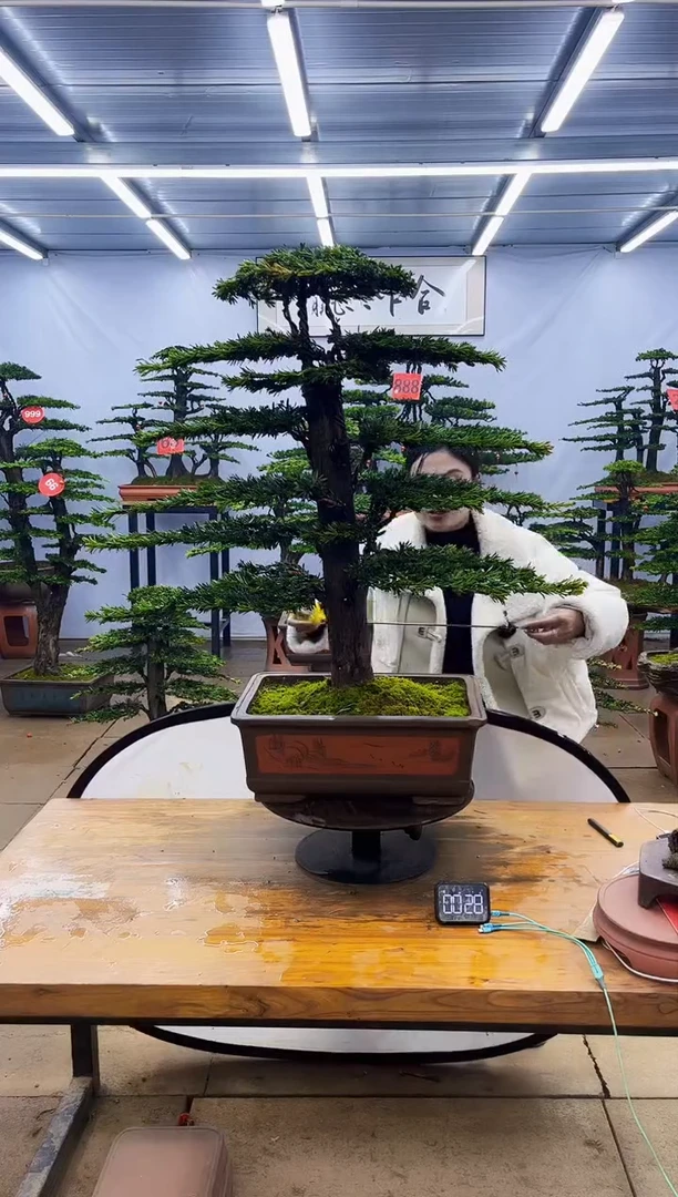 【闪购商品】高端盆景一物一拍，所见即所得