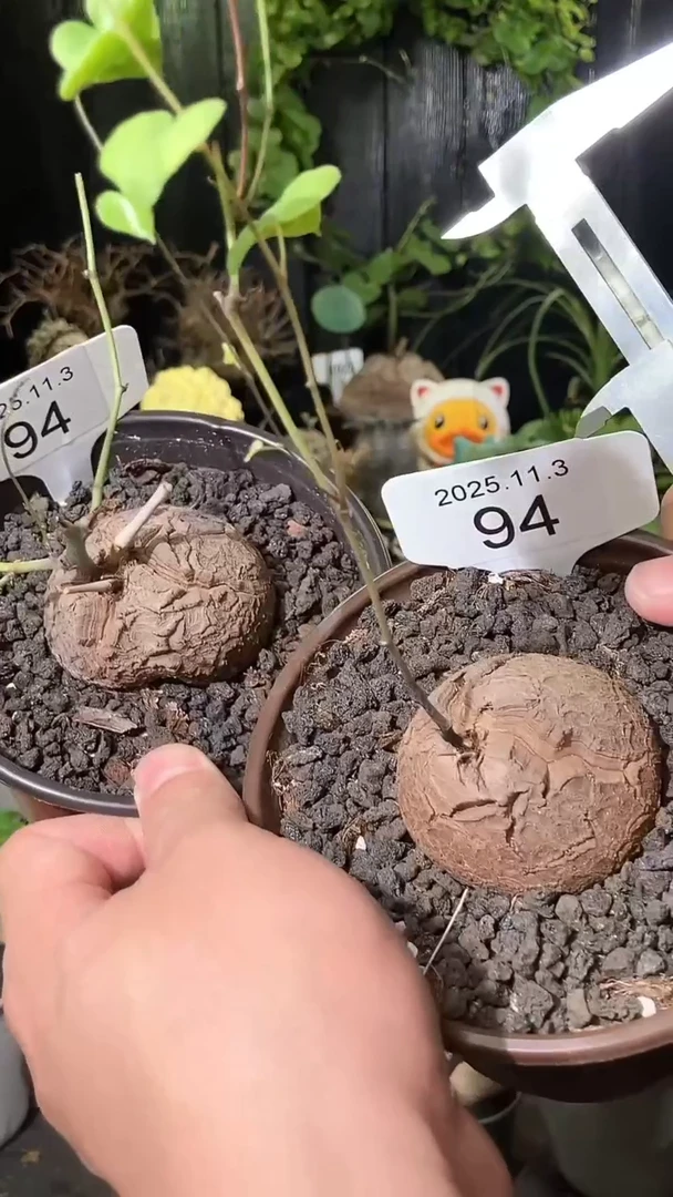 94号1103福利特价南非龟甲龙套餐