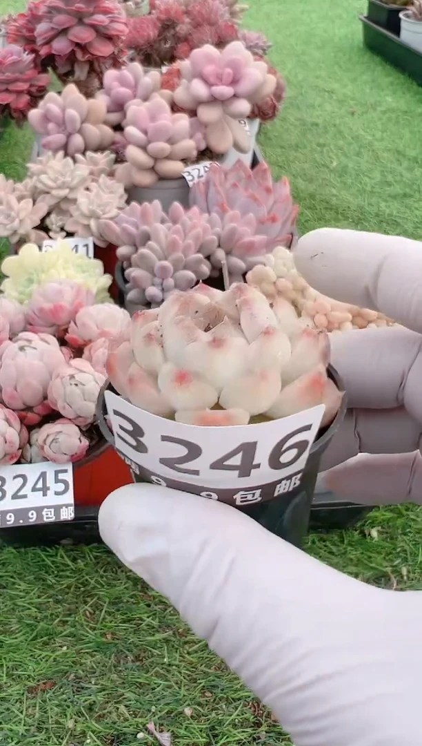 【闪购商品】信福多肉一物一拍