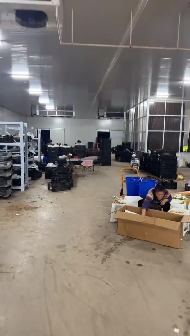 鸽*69.9  鸽子  奥迪