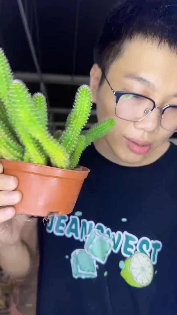 多头 特鲁迪 白檀【带根】