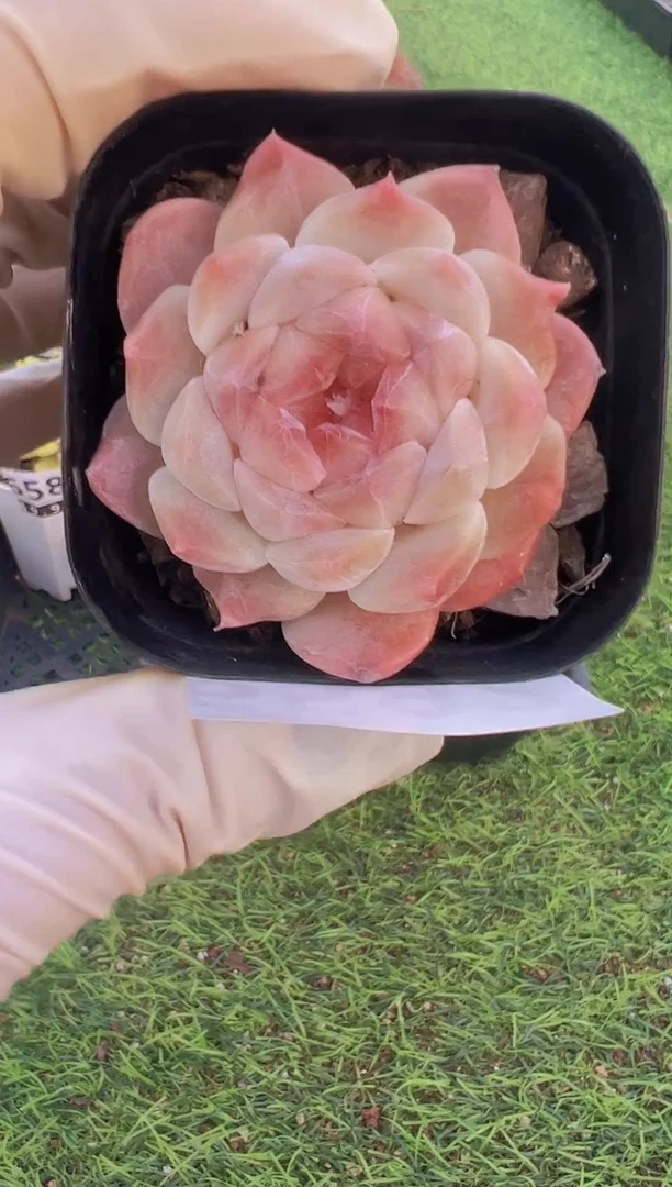 【闪购商品】信福多肉一物一拍