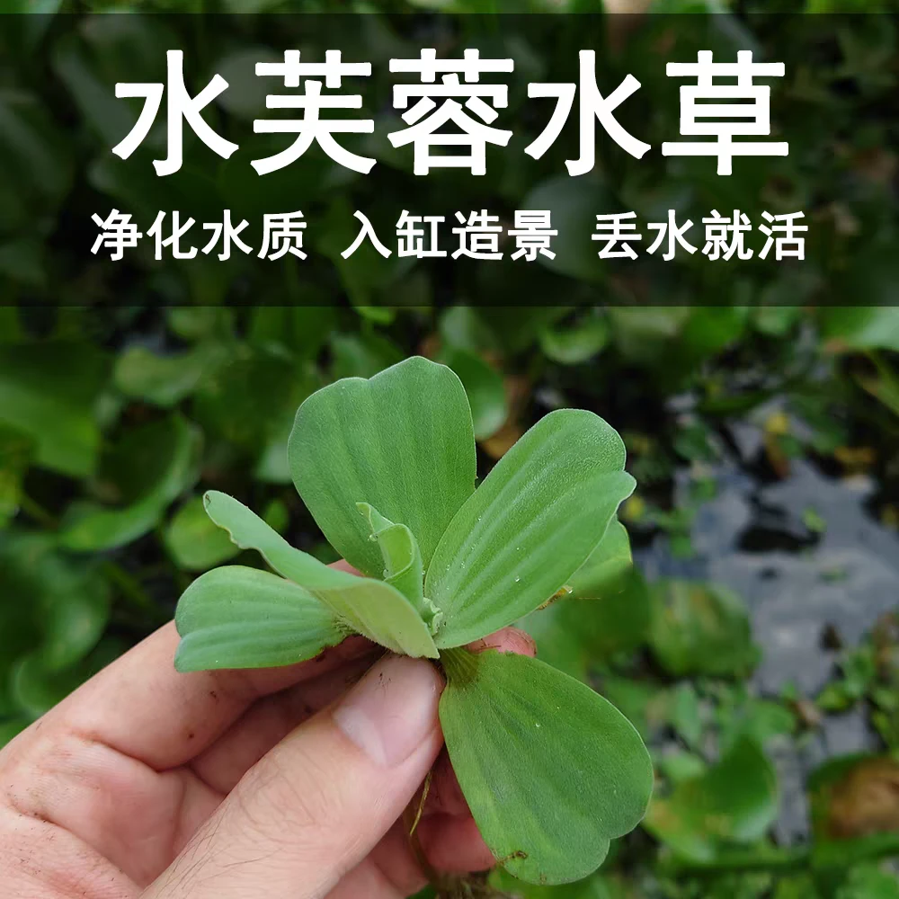 水芙蓉浮萍水草好养乌龟专业水培植物造景净化水质养鱼缸池塘庭院