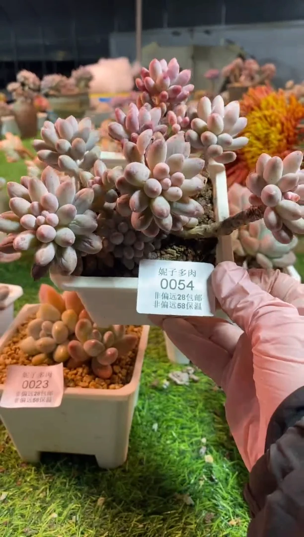 【闪购商品】0054a