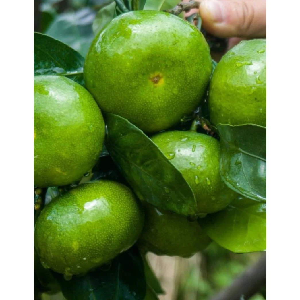 正宗早熟青皮蜜橘树苗薄皮嫁接橘子树苗南方北方四季种植当年结果