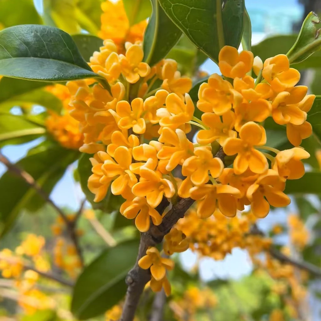 原生老桩八月黄金桂耐寒耐旱浓香型丹桂朱砂状元红