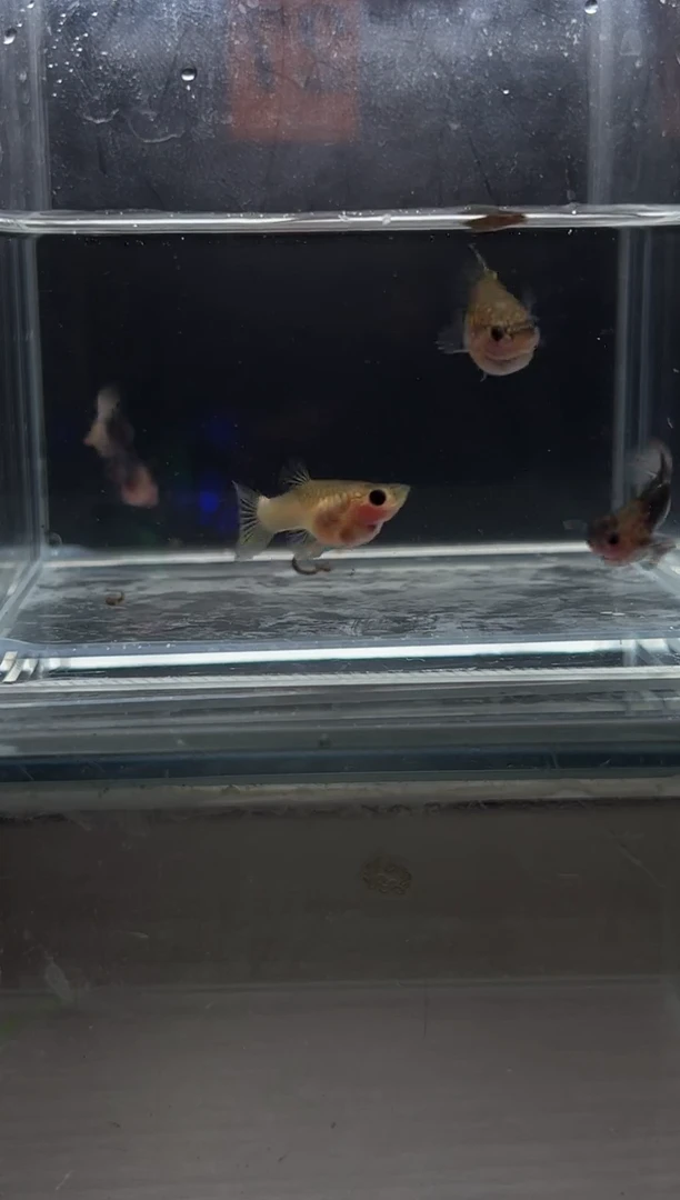 孔雀鱼粉猫短体孔雀鱼编号27