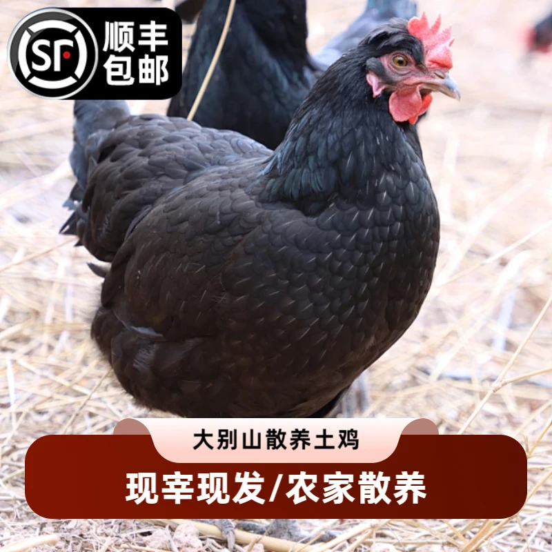 【浠水兰姐】大别山散养鸡整只现宰现发顺丰发货