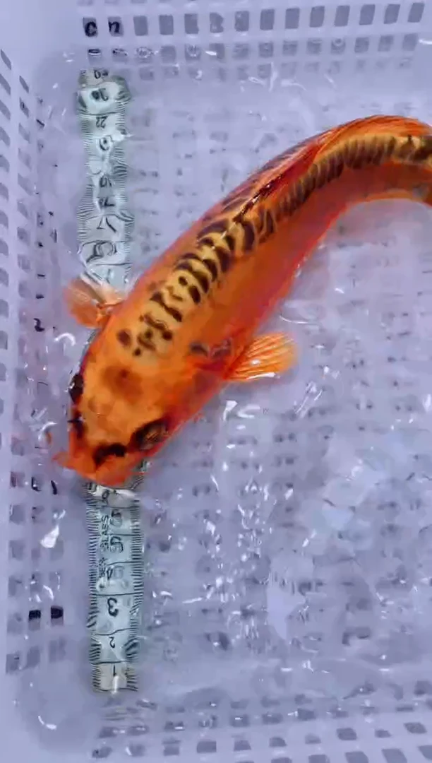 锦鲤血统锦鲤全场包邮48