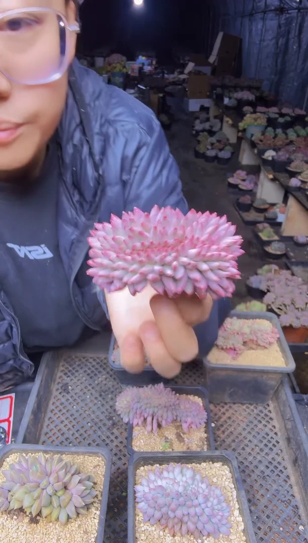 ?**云033虞美人缀化一物一拍