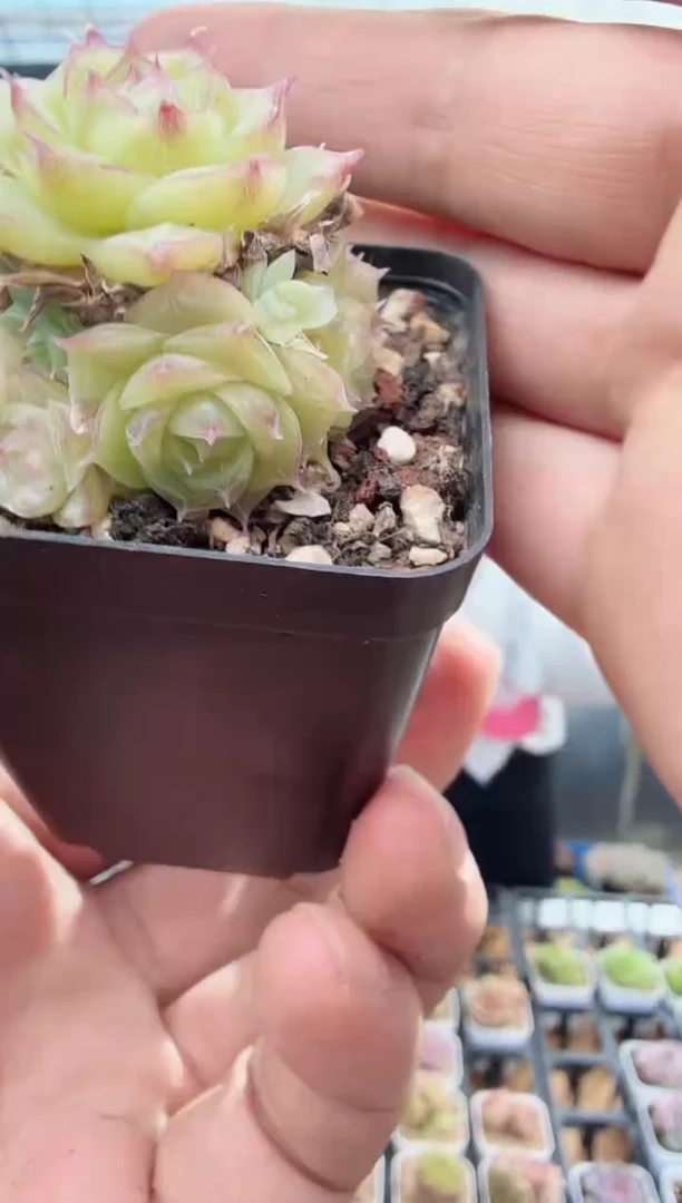 东云多肉园新款-95