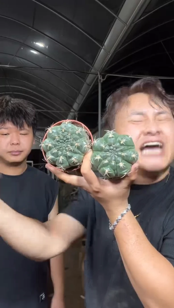 2颗 实生根 绯花玉 6-8cm