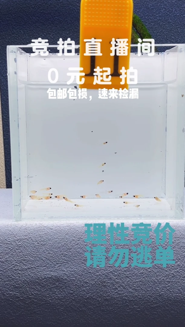 孔雀鱼玻璃猫短体苗子20条编号11