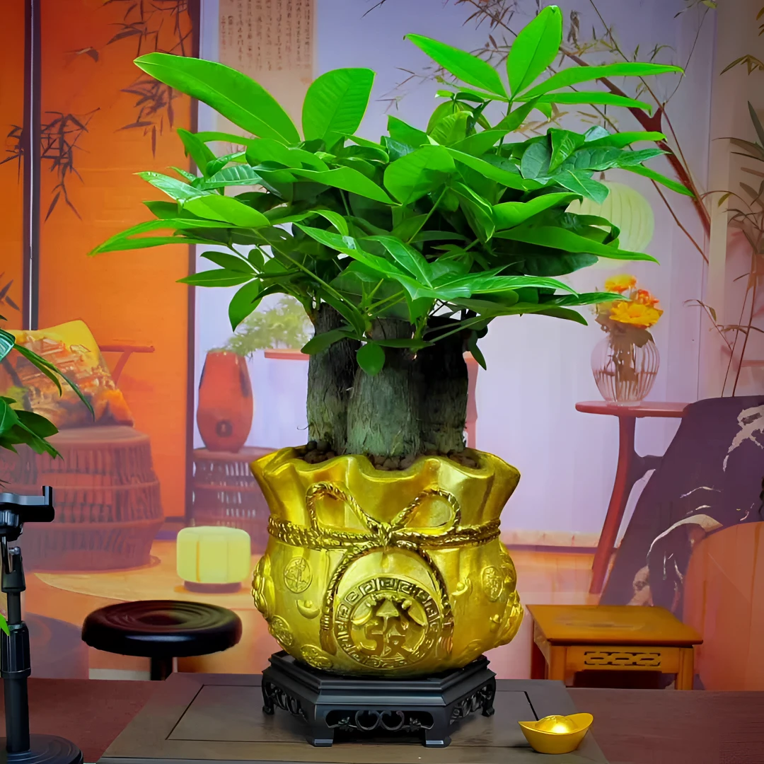 三棵发财树电镀金陶瓷盆寓意好室内高端盆景《升级版》