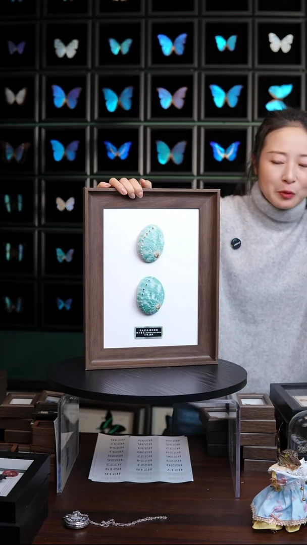 澳洲绿鲍标本摆件