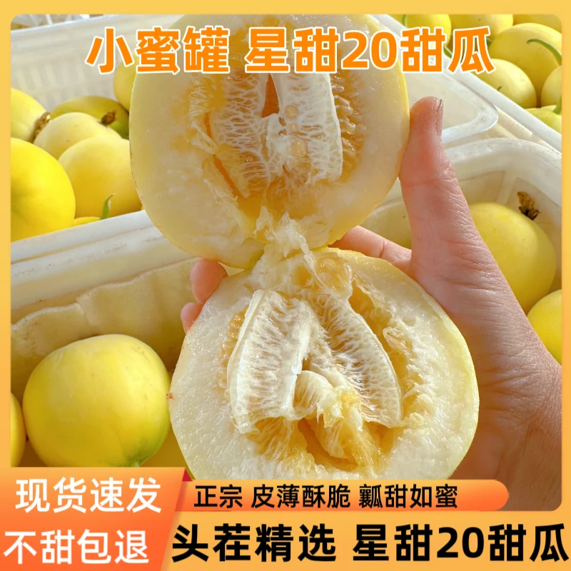 新鲜现摘现发小蜜蜂甜瓜超错过再等一年