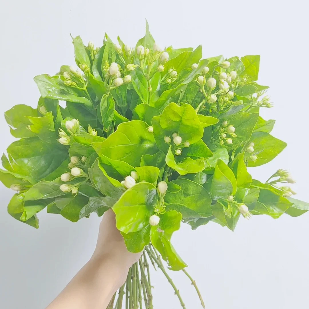 次日达-【茉莉】 一把（约20支）白茉莉鲜花批发直播任意两单升级顺丰包邮三单送随机花瓶一个今天拍明天到