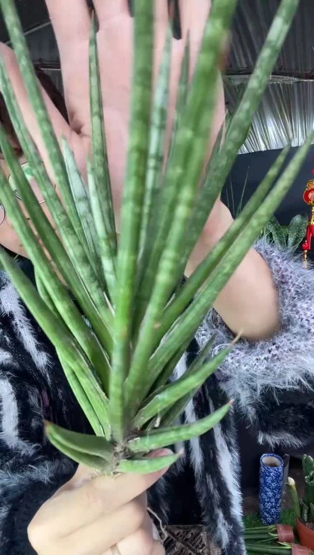 【闪购商品】狐狸尾虎皮兰裸根8.8