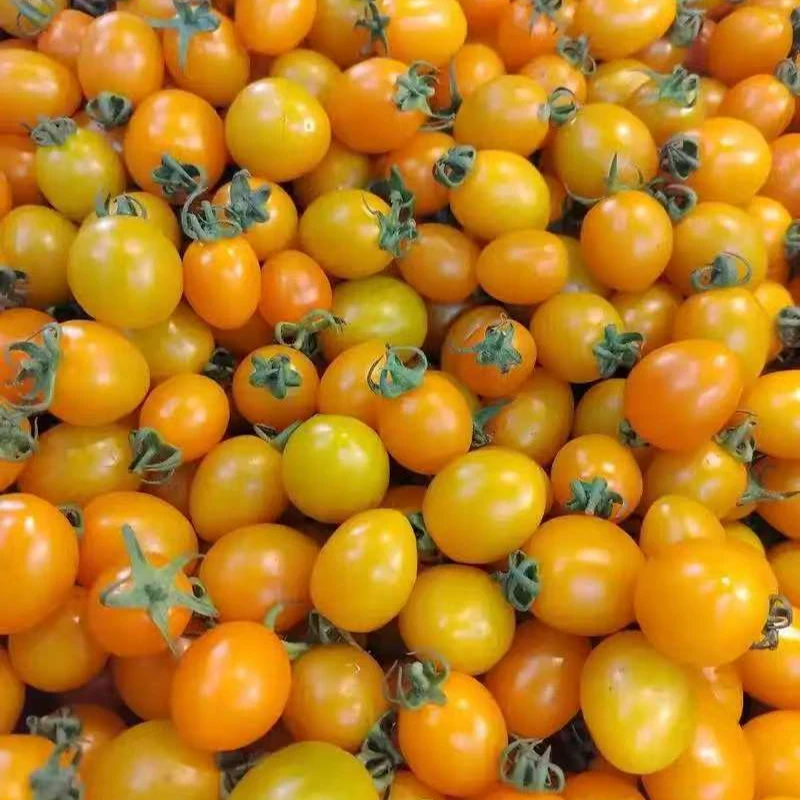 黄千禧柿子圣女果/斤番茄同城送千禧圣女果山东省