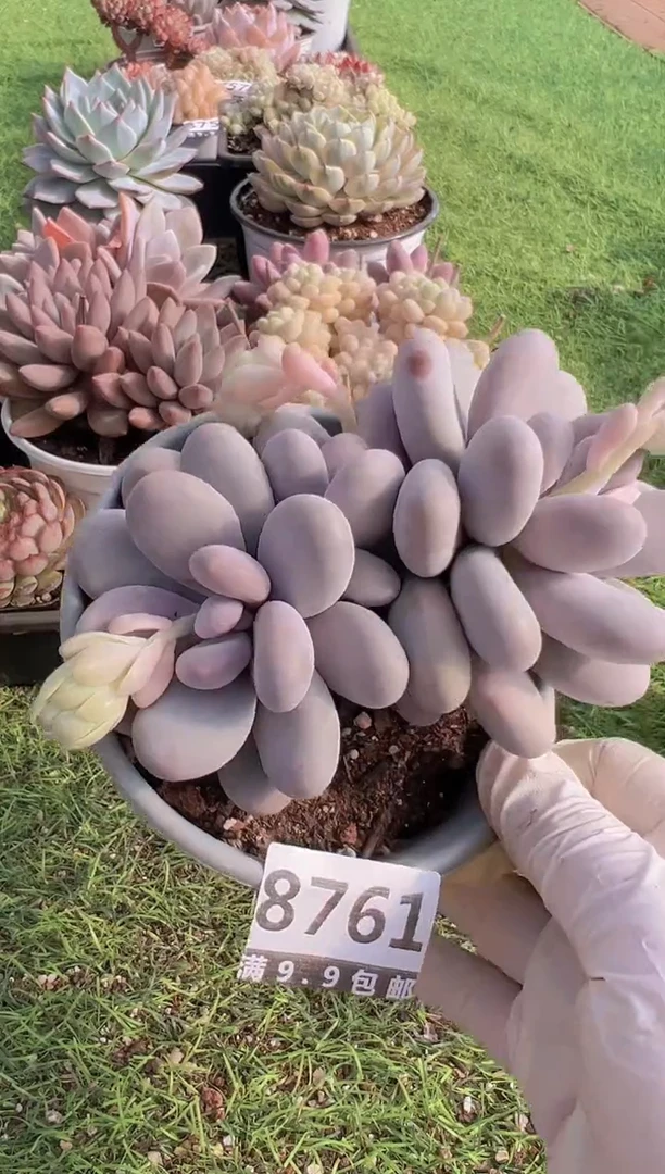 【闪购商品】信福多肉一物一拍