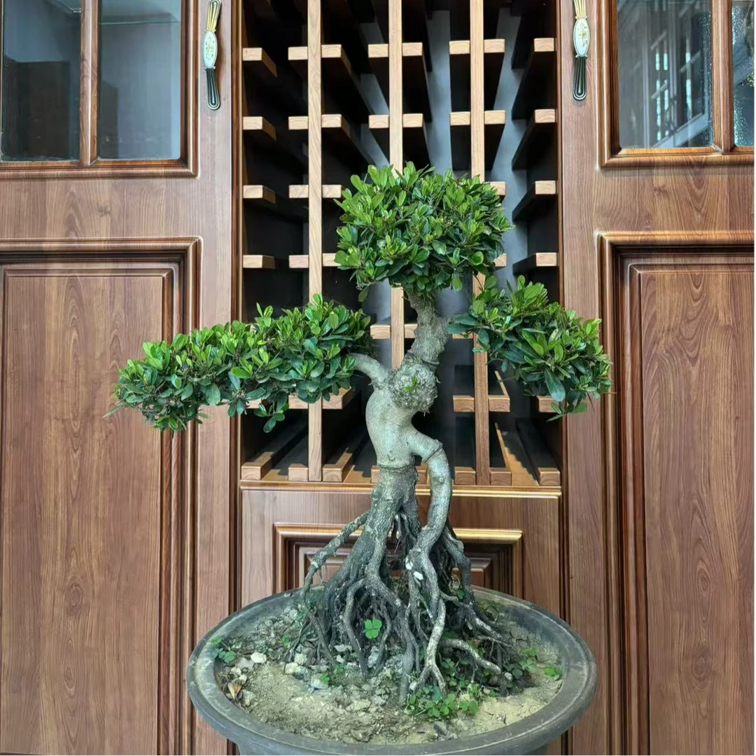 盆景小叶文母 原产地品质 颗颗可以是展厅级