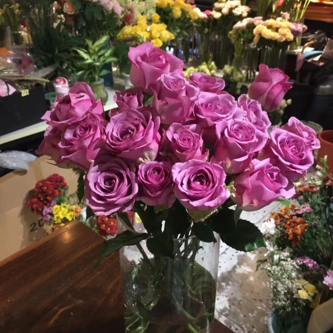 {冷美人}云南玫瑰生物基地源头采摘A级50-70CM