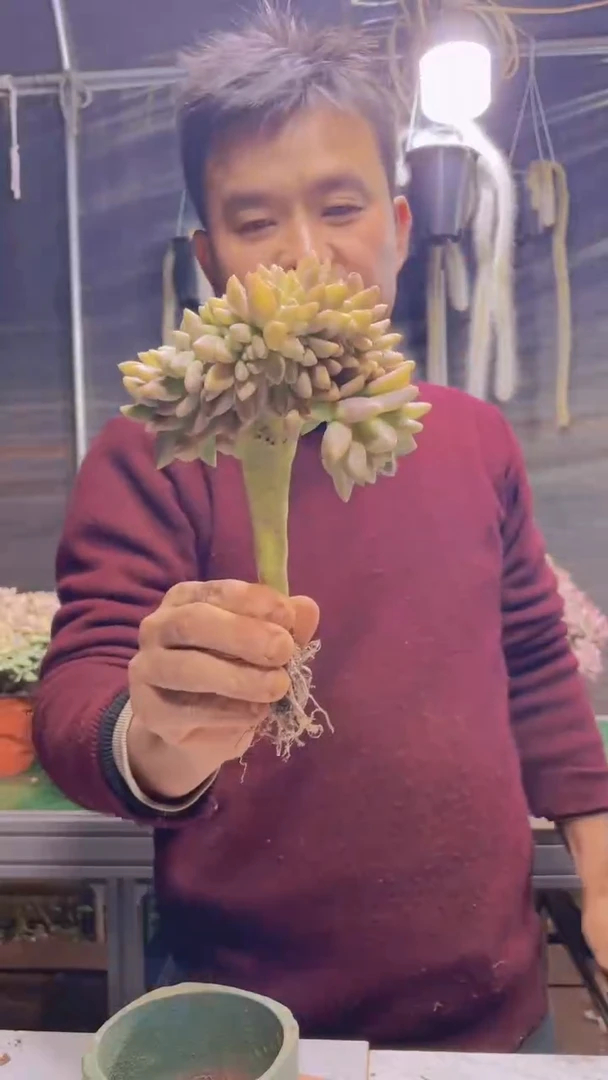 111淡雪缀化一物一拍