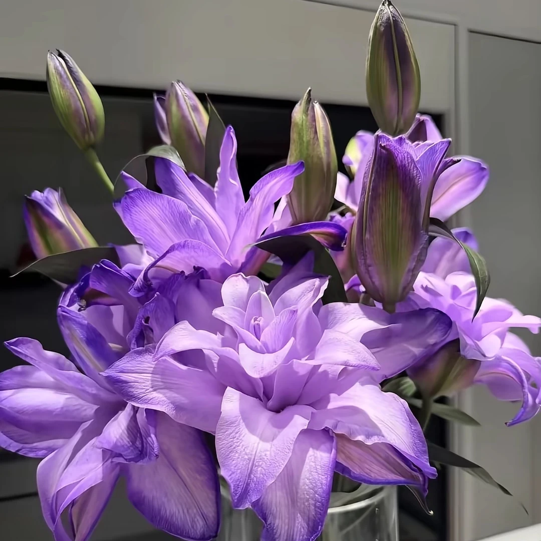 【花相拾】紫霞仙子-吸色重瓣百合