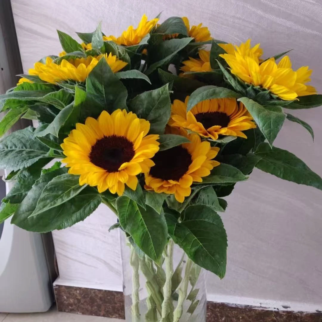 【新疆包邮】向日葵鲜花一把五枝家居鲜花瓶插