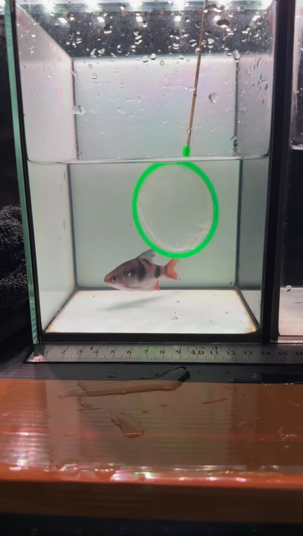 海水鱼红尾绿荧光