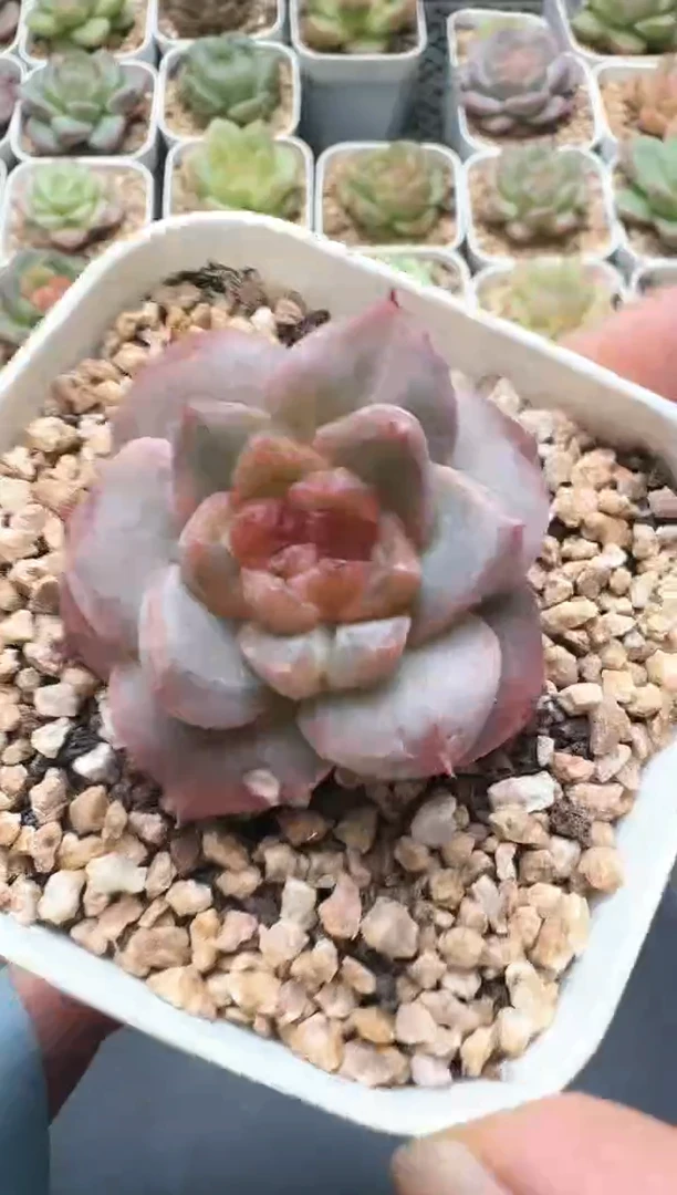 389D云禹多肉植物 带盆土纸巾打包 3颗包邮