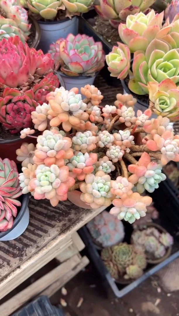 小*?多肉植物一物一拍14357