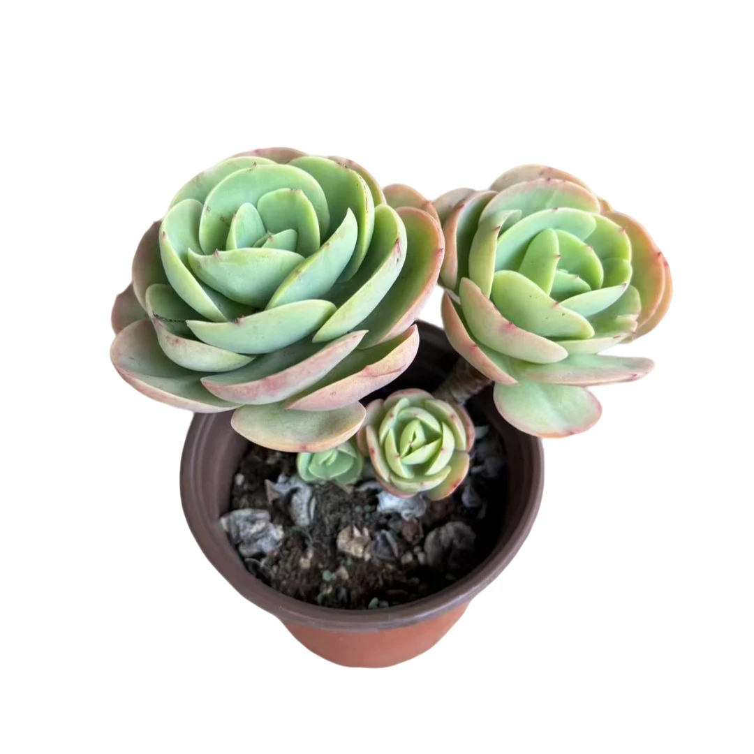 老桩鸡蛋碧桃多肉植物精选发货种植售后基地自产自销优质优选