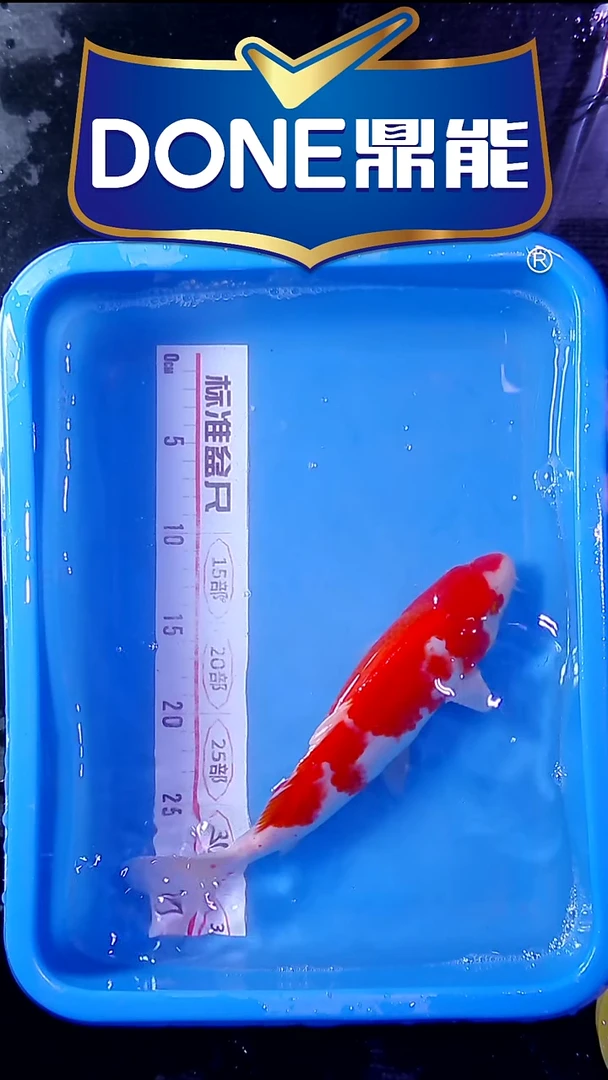 海水鱼锦鲤直播间菁选 对版发货 7号