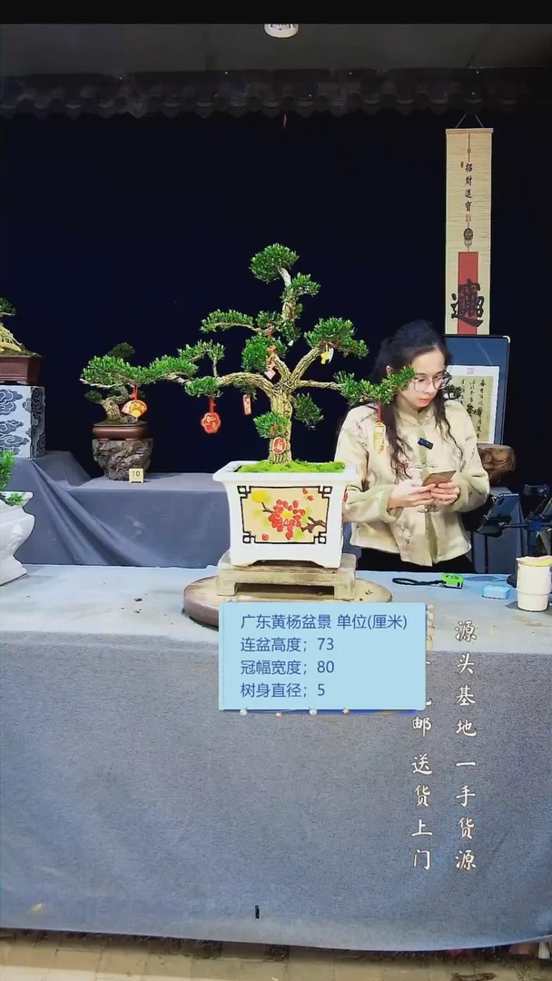 【闪购商品】雀舌黄杨盆景雀舌黄杨盆景