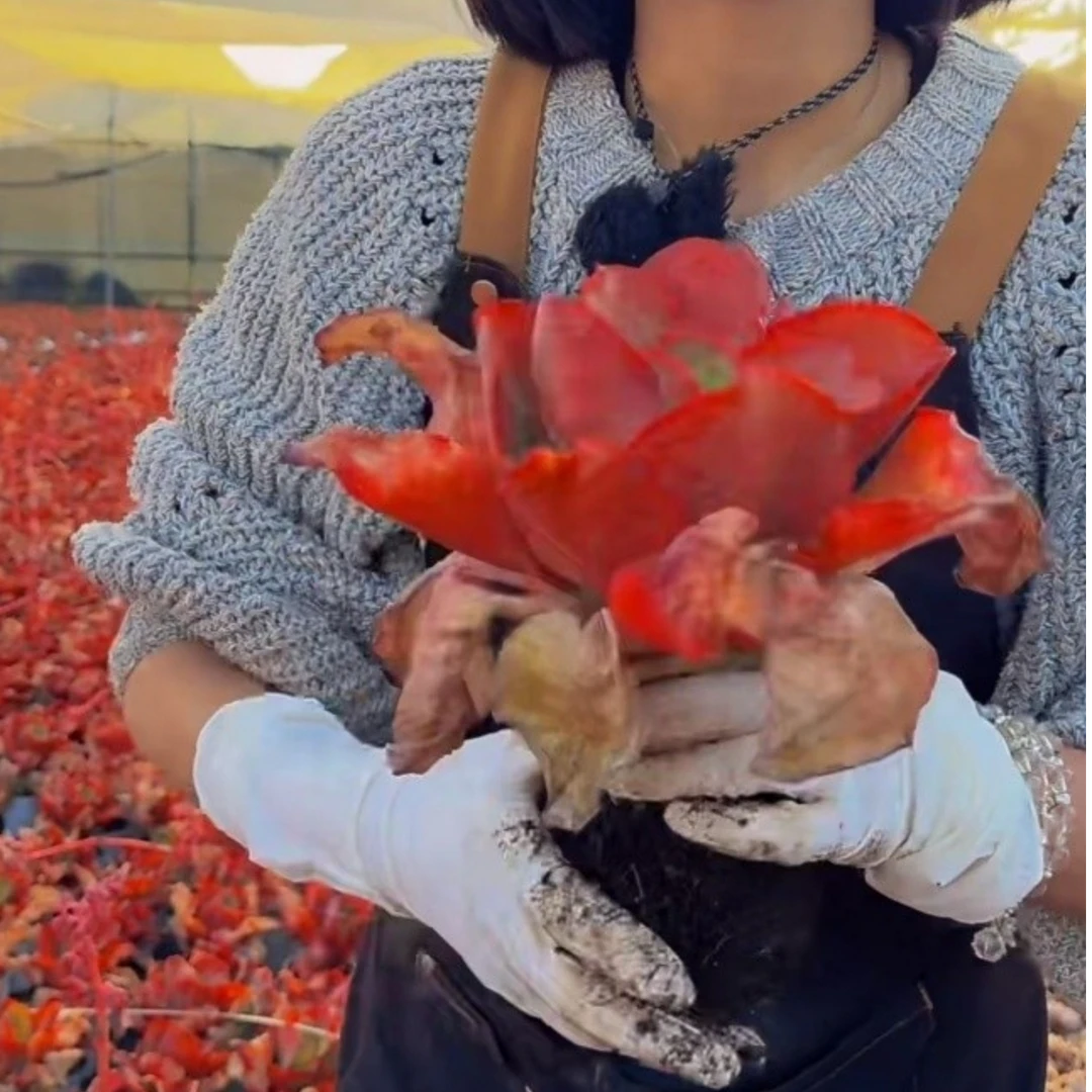 云漫多肉 帕比玫瑰  （晾根3-5天发）