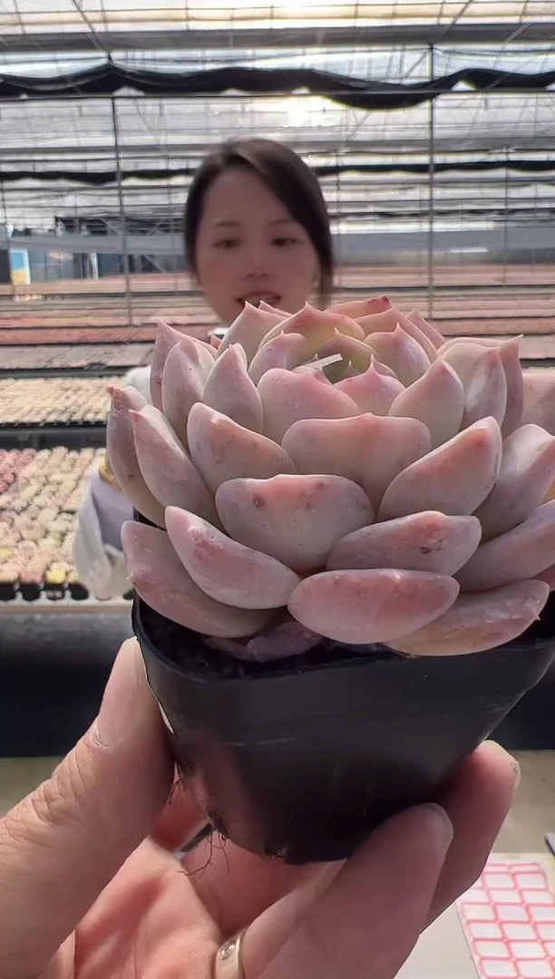 【闪购商品】海梦-（18）