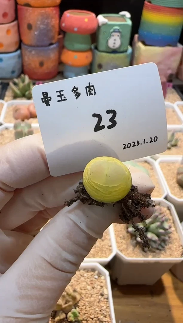 【闪购商品】25.1.20-23