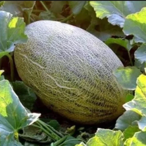 【顺丰包邮】新疆伽师瓜八六王网纹爆甜脆甜爽口哈密瓜