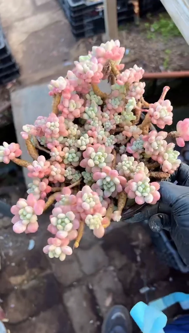 ?**e多肉植物一物一拍23287