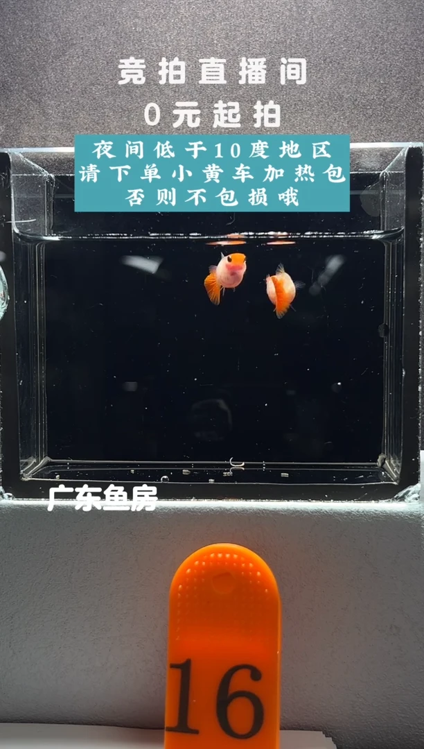 孔雀鱼红头玻璃猫两只带胎母鱼编号16